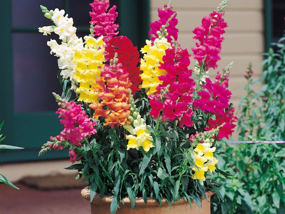 18 Best Container Plants for a Seasonal Touch 3 18