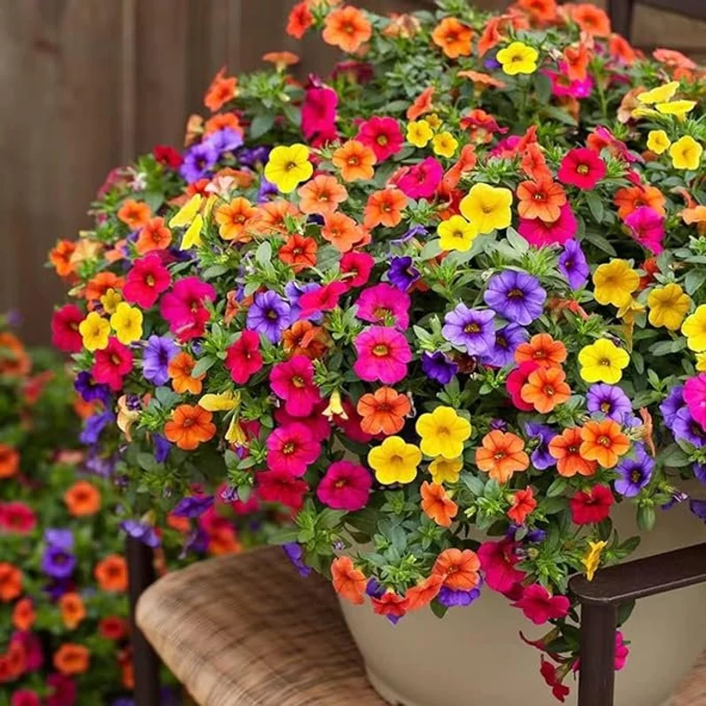 18 Best Container Plants for a Seasonal Touch 5 19 1