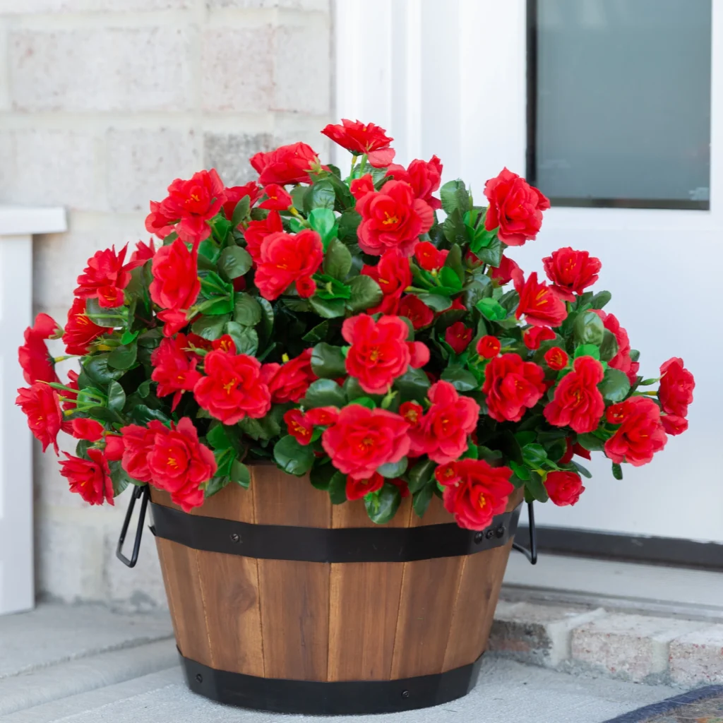 18 Best Container Plants for a Seasonal Touch 6 20 2