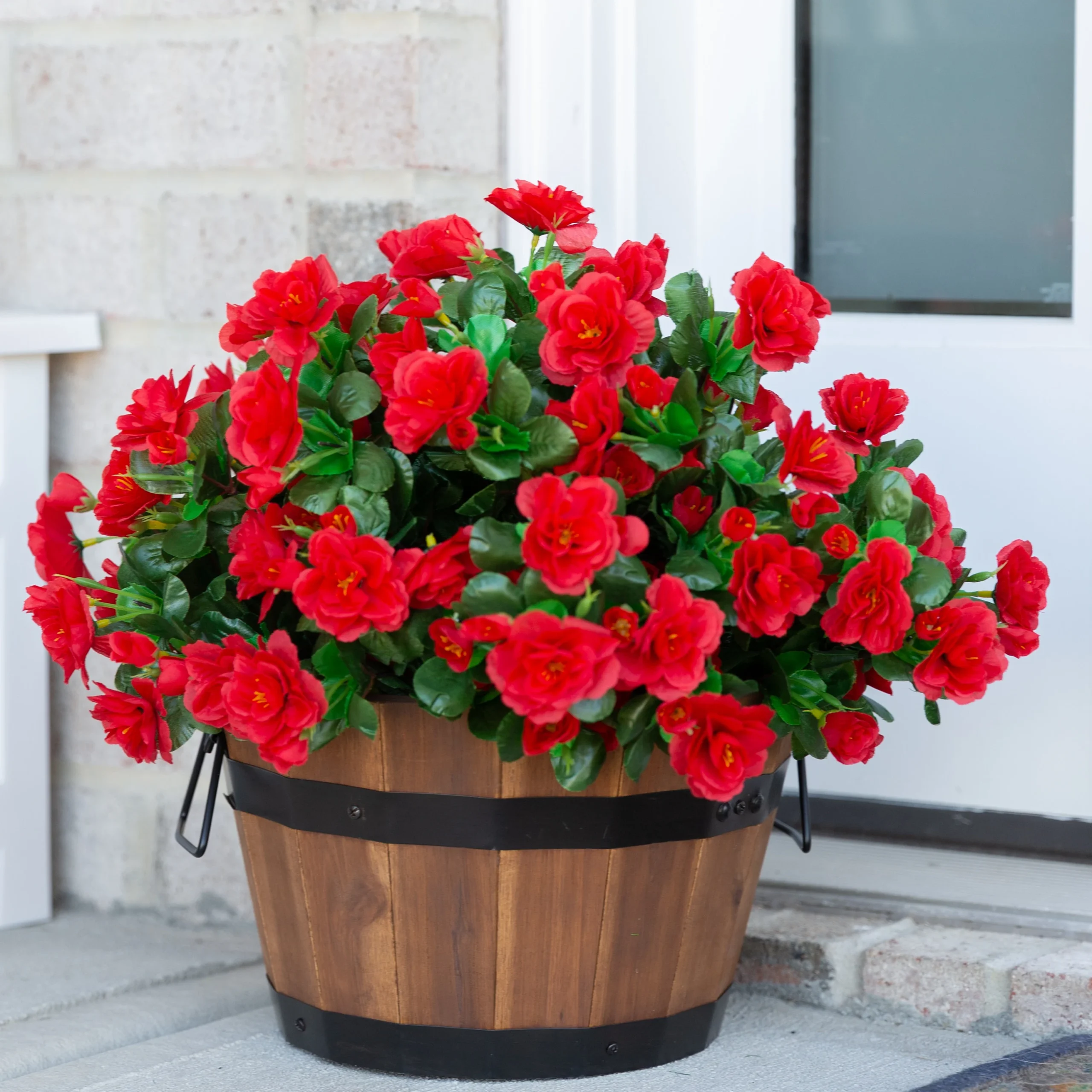 Container Plants