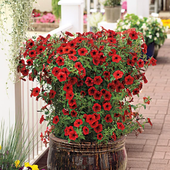 18 Best Container Plants for a Seasonal Touch 7 21 2