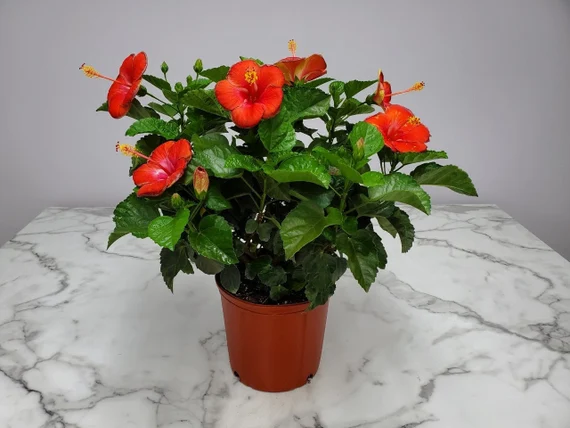 18 Best Container Plants for a Seasonal Touch 9 22 1