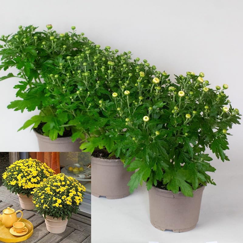 18 Best Container Plants for a Seasonal Touch 10 23 1