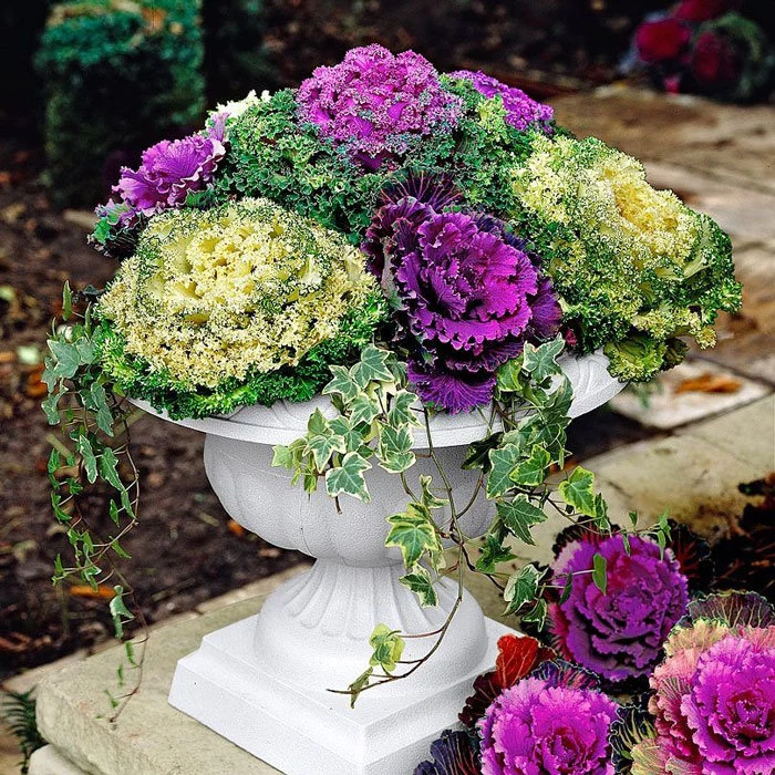 18 Best Container Plants for a Seasonal Touch 11 23 1