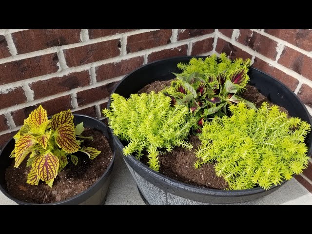 18 Best Container Plants for a Seasonal Touch 13 25 2