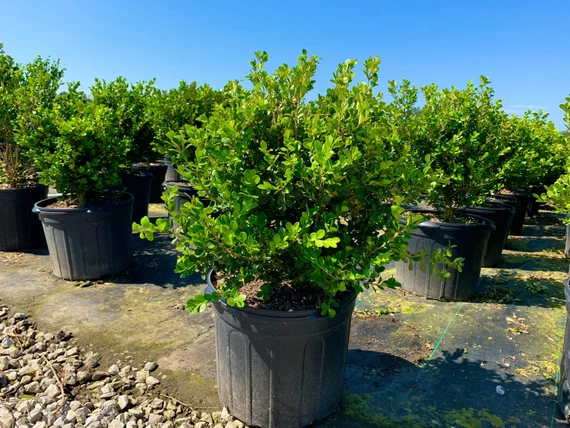 18 Best Container Plants for a Seasonal Touch 14 26 2