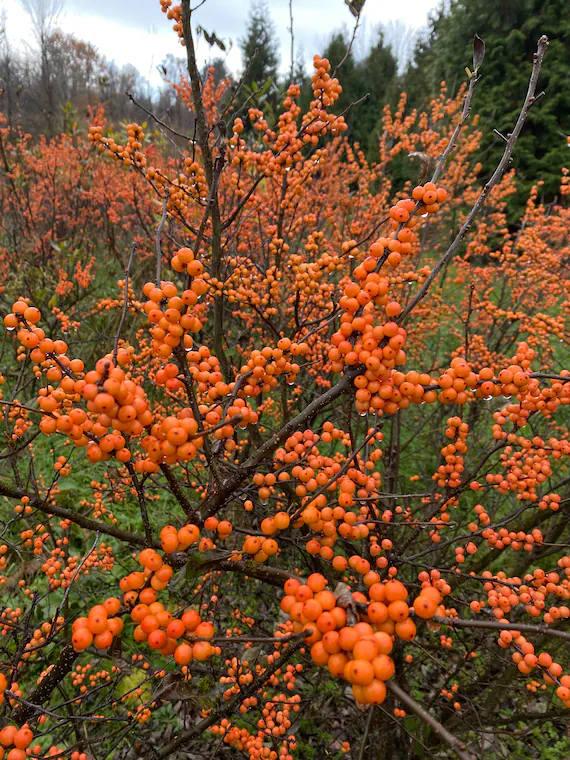 18 Best Container Plants for a Seasonal Touch 15 27 2