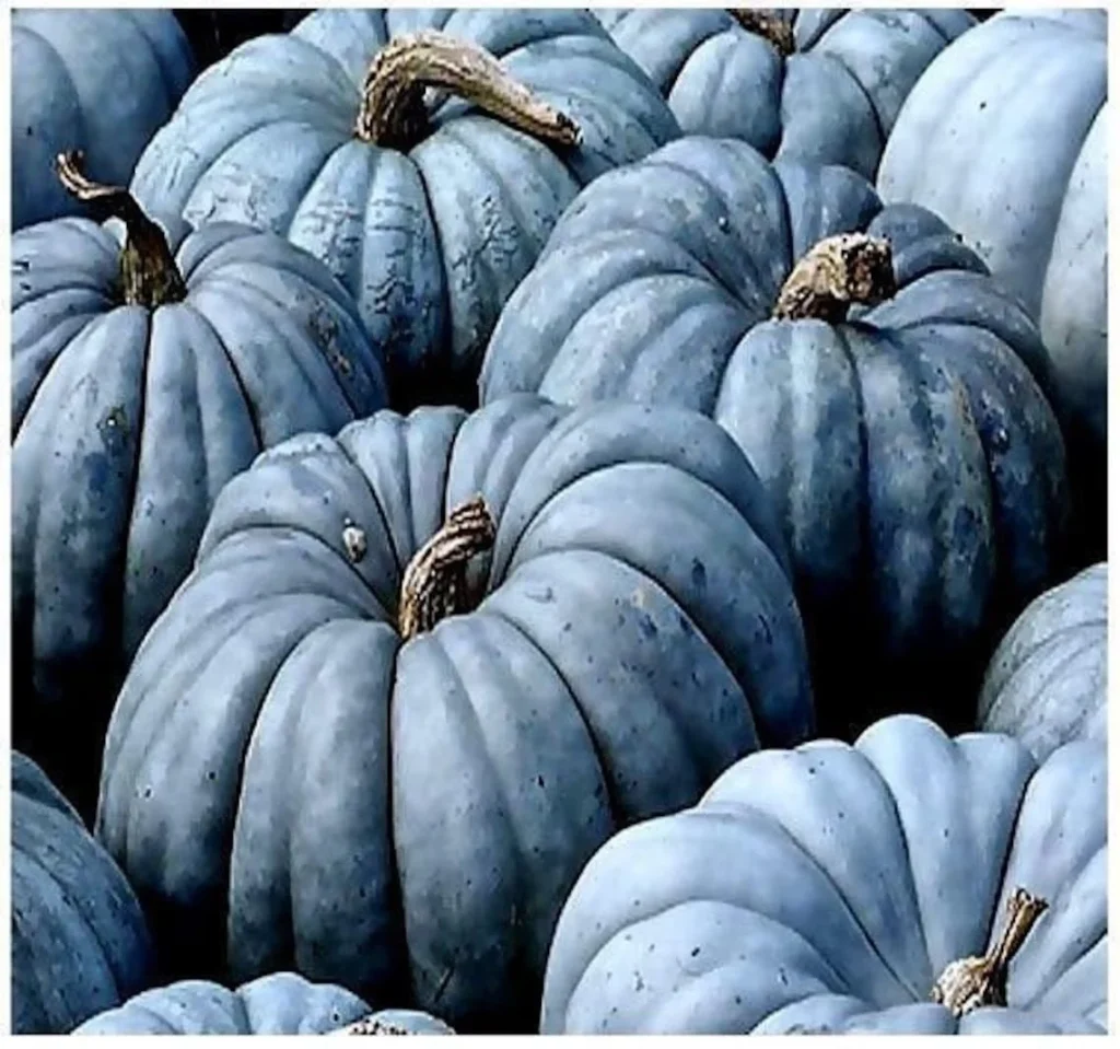 18 Blue Pumpkins: The Unique Gems of the Pumpkin World 4 8