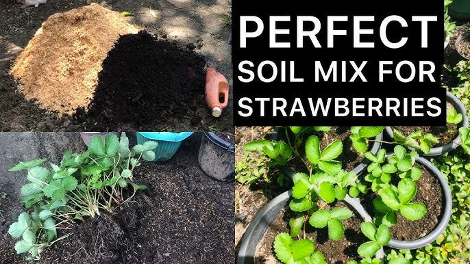 How to Grow Strawberries: 20 Simple Tips for a Sweet Harvest 4 hq720 4