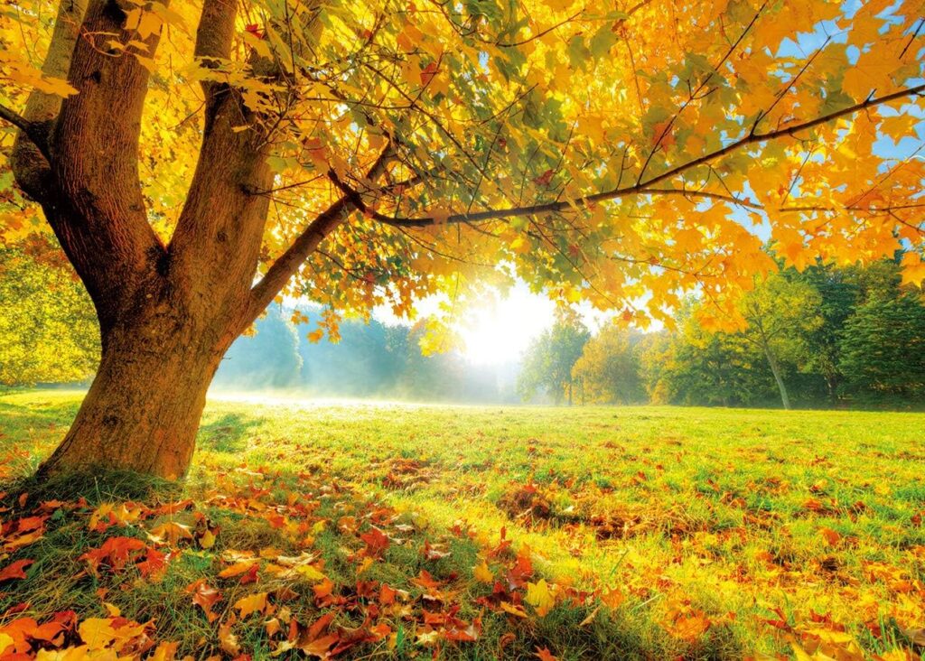 20 Fall Date Ideas That Are Cozy,and amazing 14 6a