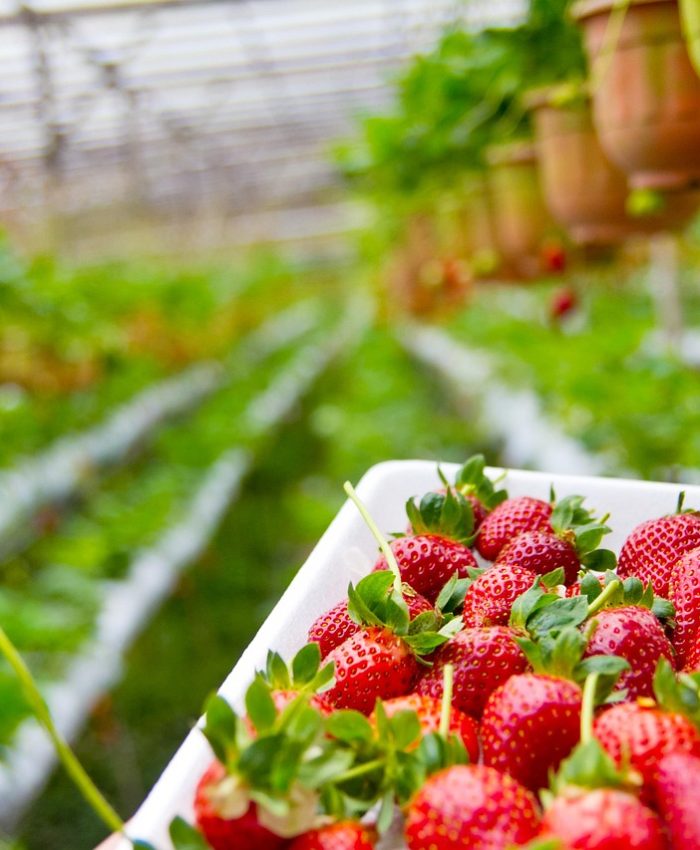 Tips how to grow strawberries